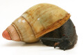Archachatina marginata grevillei Cameroon adult